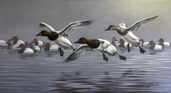 Canvasbacks Coming In | Obraz na stenu