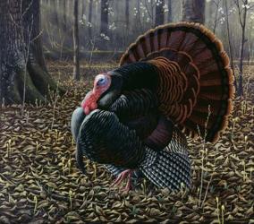 The King Of Spring - Wild Turkey | Obraz na stenu