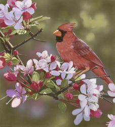 Cardinal with Apple Blossoms | Obraz na stenu