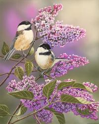 Lilacs and Chickadees | Obraz na stenu