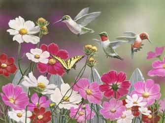 Cosmos and Hummingbirds | Obraz na stenu