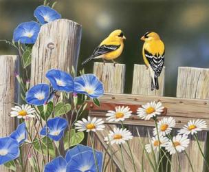 Morning Glories and Finches | Obraz na stenu
