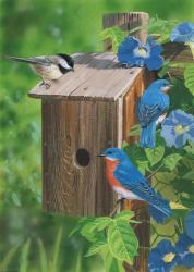 Birds At The Feeder (Bluebirds) | Obraz na stenu