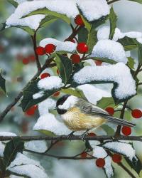 Chickadees And Holly Branch | Obraz na stenu