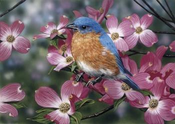 Bluebird/Pink Dogwood | Obraz na stenu