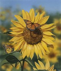 Sunflower/Butterflies | Obraz na stenu