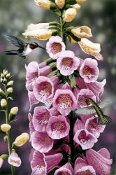 Hummingbirds - Foxgloves | Obraz na stenu