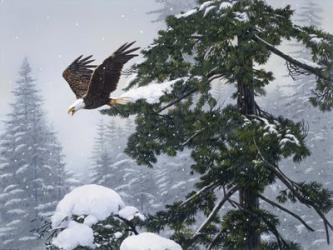 Soaring Eagle / Winter | Obraz na stenu