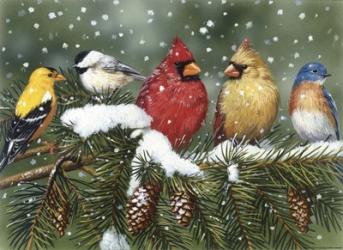 Backyard Birds On Snowy Branch | Obraz na stenu