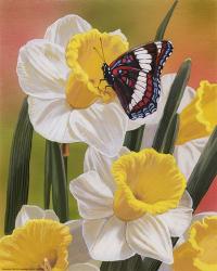Daffodils & Butterfly | Obraz na stenu