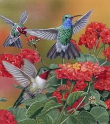 Hummingbirds & Flowers | Obraz na stenu