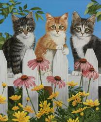 Backyard Kittens | Obraz na stenu
