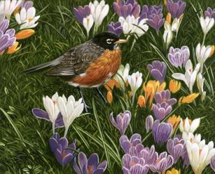 Springtime Robin With Crocus | Obraz na stenu