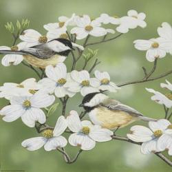 Springtime And Chickadees | Obraz na stenu