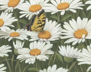 Daisies And Butterfly | Obraz na stenu