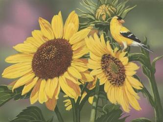 Goldfinch And Sunflowers | Obraz na stenu
