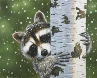 Peek-A-Boo Raccoon | Obraz na stenu