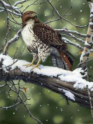 Red Tailed Hawk | Obraz na stenu