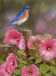 Bluebird With Hibiscus | Obraz na stenu