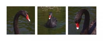 Black Swan Trio | Obraz na stenu