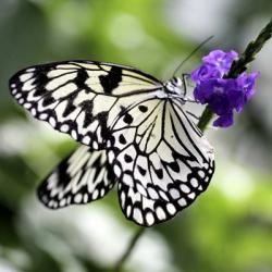 BW Butterly Purple Flower Color | Obraz na stenu