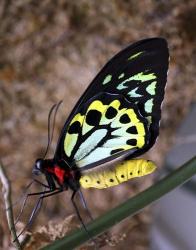 Bright Colors Butterfly | Obraz na stenu