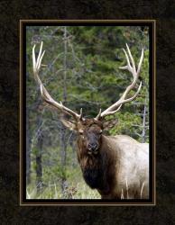 Large Elk | Obraz na stenu