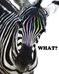 Zebra Colors | Obraz na stenu