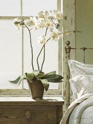 Orchids In The Window | Obraz na stenu