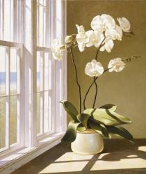 Pot Of Orchids | Obraz na stenu