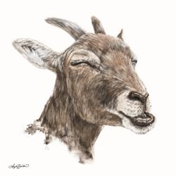 Bill the Goat | Obraz na stenu