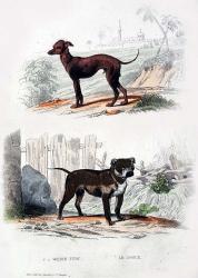 Pair of Dogs II | Obraz na stenu