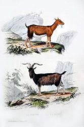Male and Female Goats | Obraz na stenu