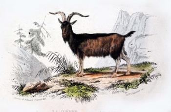 Male Goat | Obraz na stenu