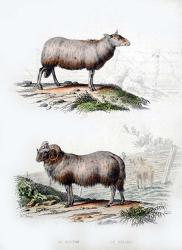Sheep and Ram | Obraz na stenu