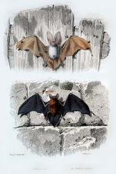 Bats | Obraz na stenu