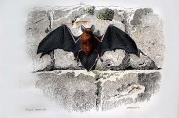 Bat I | Obraz na stenu