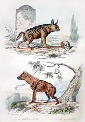 Pair of Hyenas | Obraz na stenu