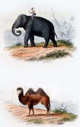 Elephant and Camel | Obraz na stenu