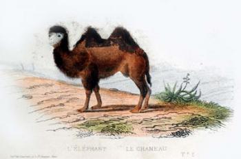 Camel | Obraz na stenu