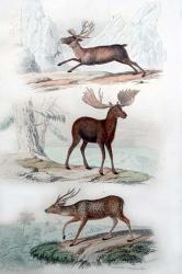 Stag, Elk and Deer | Obraz na stenu
