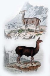 Vicuna and Llama | Obraz na stenu