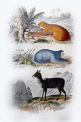 Three Mammals I | Obraz na stenu