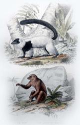 Pair of Mammals | Obraz na stenu