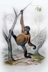 Orangutan | Obraz na stenu
