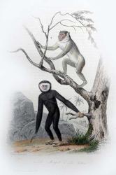 Pair of Monkeys III | Obraz na stenu