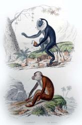 Pair of Monkeys IV | Obraz na stenu