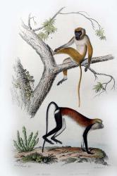 Pair of Monkeys VII | Obraz na stenu