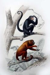Pair of Monkeys VIII | Obraz na stenu