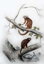 Pair of Monkeys XI | Obraz na stenu